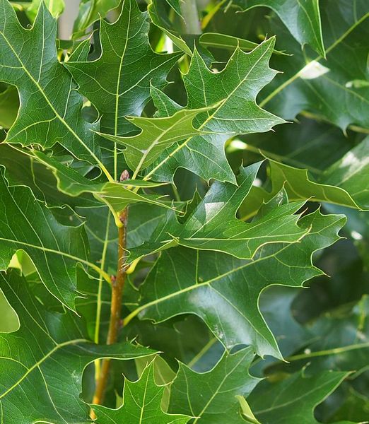 Quercus palustris 'Green Pillar'